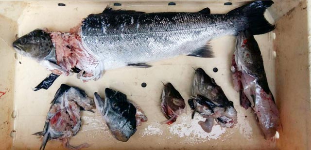 Foki zjadają rybakom ryby