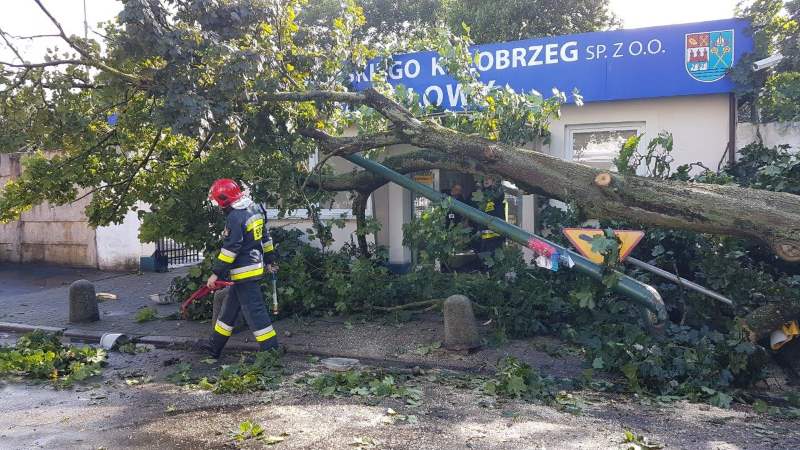 Drzewo przewróciło się na Portowej