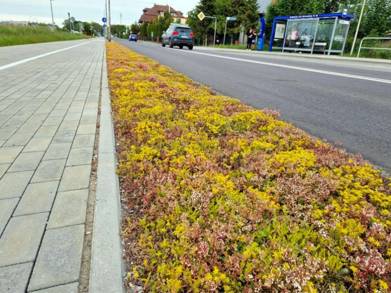 Kolorowe trawniki przy ul. Grzybowskiej