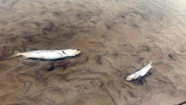 Śnięte ryby w rzece Czerwonej