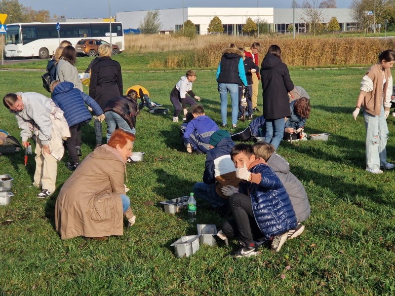 Kolejne 2000 cebulek Krokusa zostało zasadzonych w Kołobrzegu
