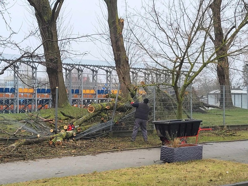 Powalone drzewo na boisku lekkoatletycznym