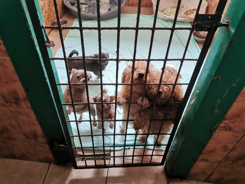 Pseudohodowla psów i kotów w Kołobrzegu, zwierzęta żyły w tragicznych warunkach