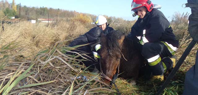 Strażacy uratowali konia w Sianożętach