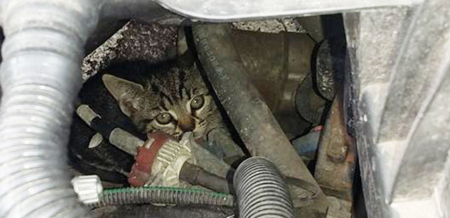 Kot schował się pod maską auta