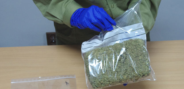 Pół kilograma marihuany w domu
