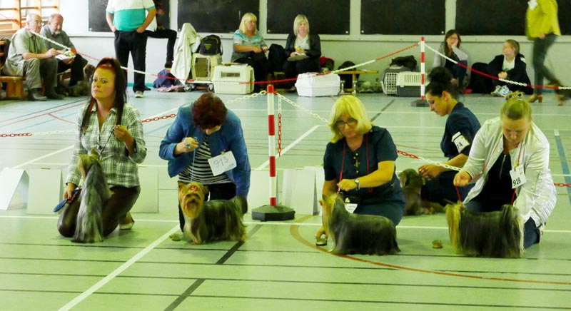 Wystawa psów rasowych w Kołobrzegu