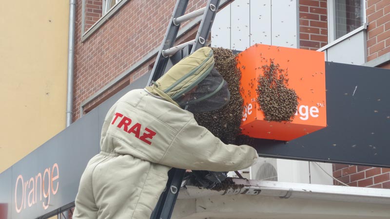 Pszczoły wyroiły się przy Armii Krajowej [video]