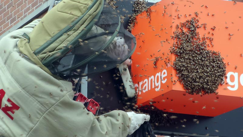 Pszczoły wyroiły się przy Armii Krajowej [video]